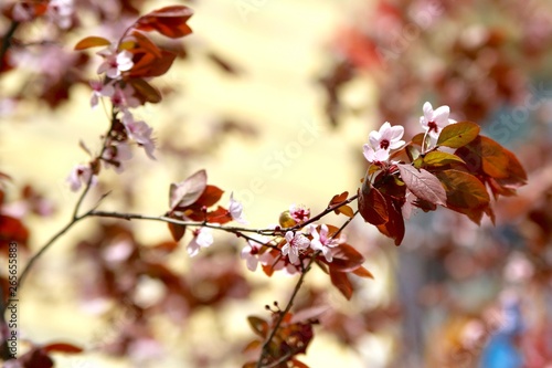 A branch of a flowering ornamental shrub.