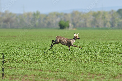 Fototapeta Naklejka Na Ścianę i Meble -  herd of roe deer running through a farm field in spring