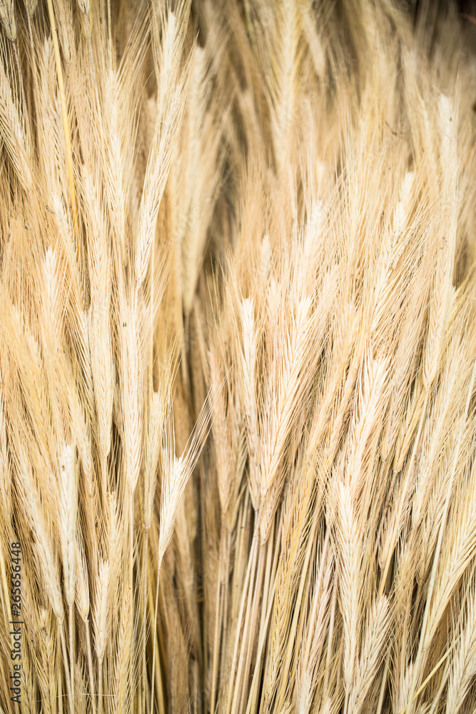 dried grass dried grass