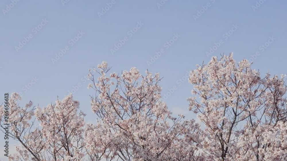 Cherry blossoms and blue sky swaying in the wind Cherry blossoms and blue sky swaying in the wind