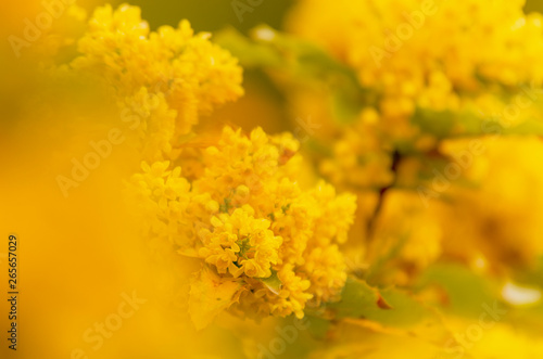 Kwitnący ostrokrzew kolczasty, żółte kwiaty, ujęcie makro.