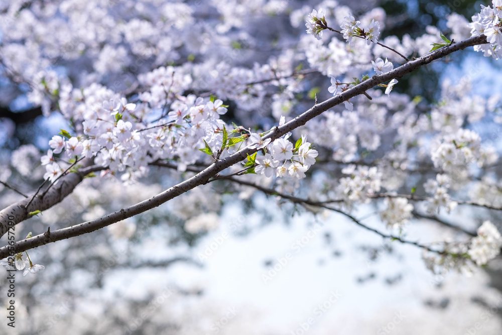 Flower plum blossoms in full bloom in Wuhan East Lake. It’s focus on the flower. Flower plum blossoms in full bloom in Wuhan East Lake. It’s focus on the flower.