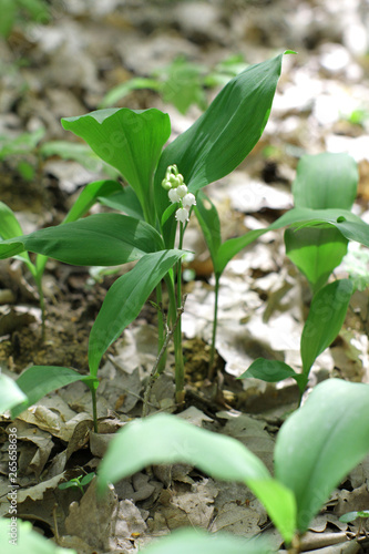 Organic lily of the valley growing wild in the forest for symbol of spring