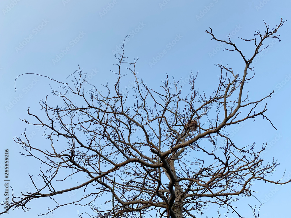 Abstract of dead tree with blue sky background Abstract of dead tree with blue sky background