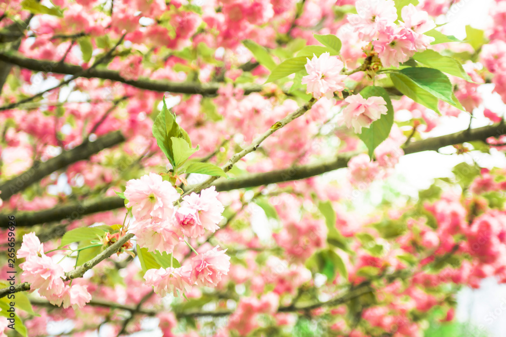 Spring Cherry blossoms, pink flowers. Sakura Spring Cherry blossoms, pink flowers. Sakura