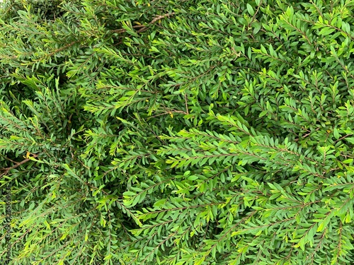 Close up of green leaf natural background