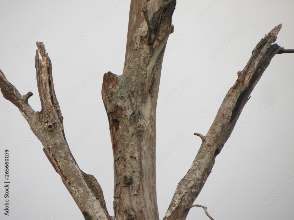 Fototapeta premium Primer plano de las ramas más altas de un gigante árbol que aún se mantiene de pie a pesar de las circunstancias de vida.