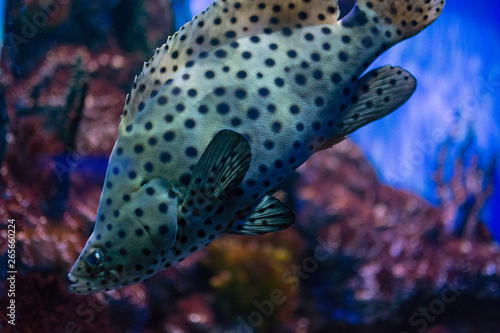 fish with round black spots. black-spotted grumbler