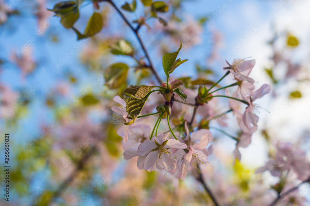 Beautiful sakura flower (cherry blossom). Sakura tree flower on blue sky with blur bokeh
