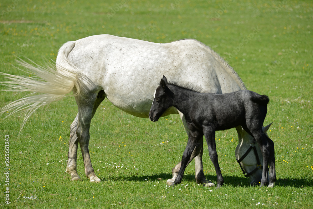 LIPIZZANER FOHLEN . LIPIZZAN FOAL LIPIZZANER FOHLEN . LIPIZZAN FOAL