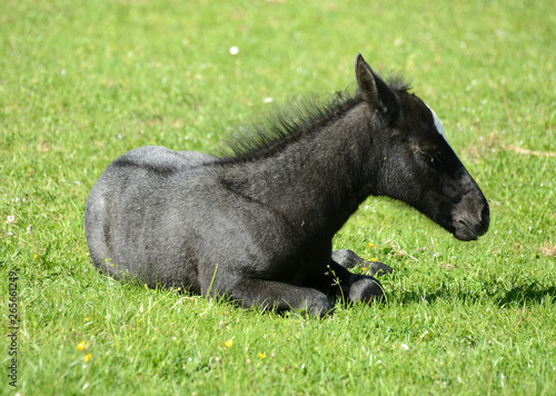 LIPIZZANER FOHLEN . LIPIZZAN FOAL photo