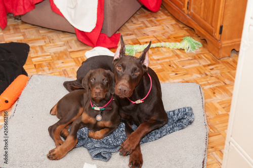 Mother doberm with her puppy laying on a blamket looking as if asking what's up?