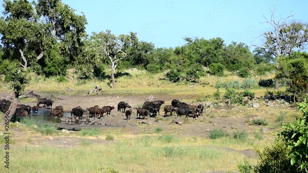 buffaloes in african landscape,Kruger national park,South Africa buffaloes in african landscape,Kruger national park,South Africa