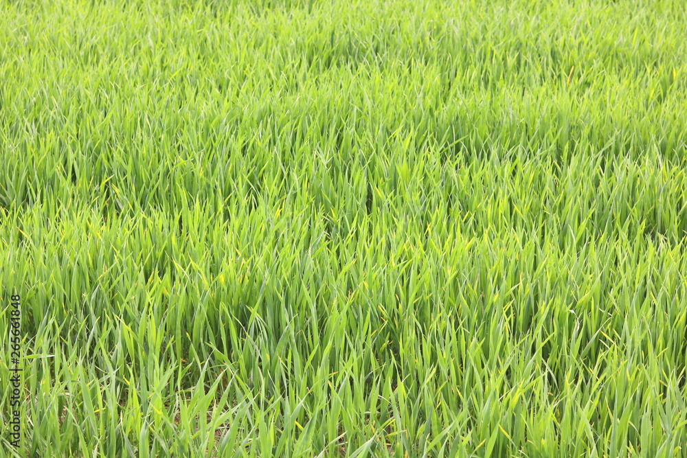 Obraz premium Natural green background with juicy spring green grass