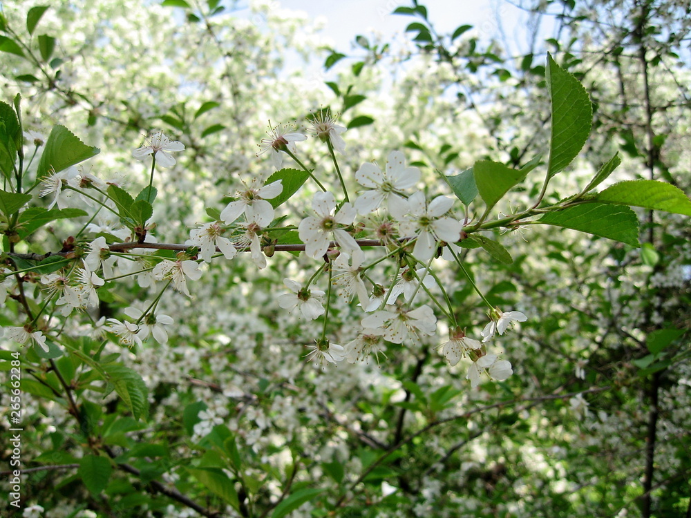 In spring, the first of the trees are blooming bird cherry and apple trees. In the air is their pleasant tart flavor! The trees are completely covered with white flowers. In spring, the first of the trees are blooming bird cherry and apple trees. In the air is their pleasant tart flavor! The trees are completely covered with white flowers.