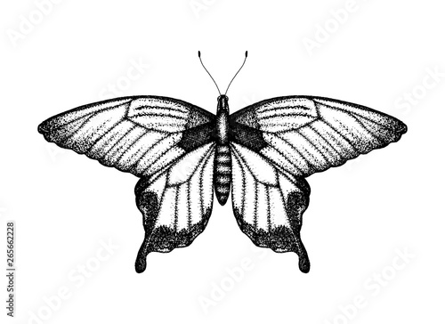 Black and white vector illustration of a butterfly. Hand drawn insect sketch. Detailed graphic drawing of birdwing in vintage style.