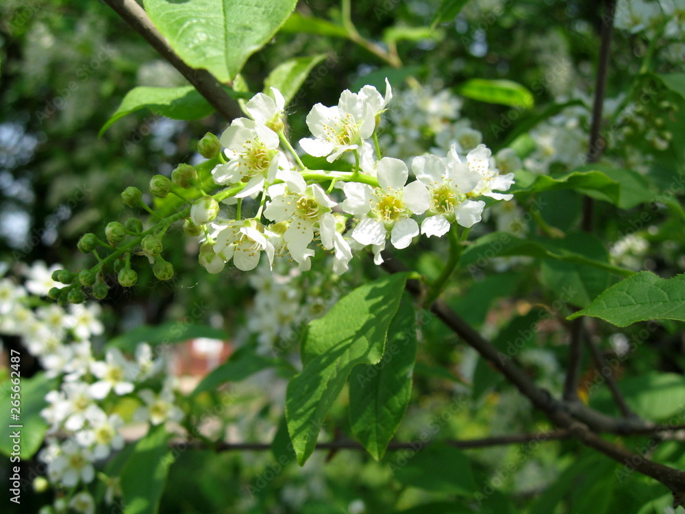 In spring, the first of the trees are blooming bird cherry and apple trees. In the air is their pleasant tart flavor! The trees are completely covered with white flowers. In spring, the first of the trees are blooming bird cherry and apple trees. In the air is their pleasant tart flavor! The trees are completely covered with white flowers.
