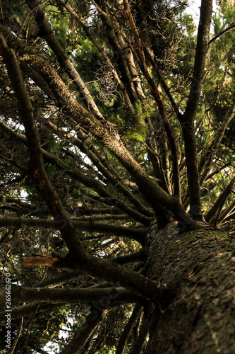 tree in forest