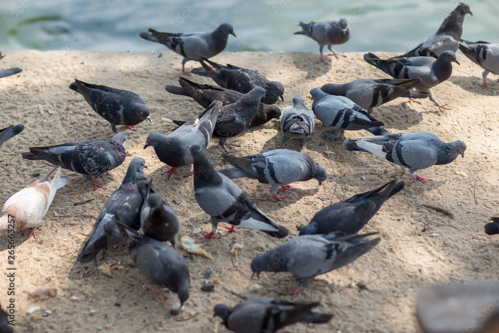 A Group of Pigeons.hungry feral pigeons eating on park . A Group of Pigeons.hungry feral pigeons eating on park .