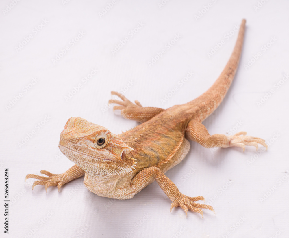 Naklejka premium Bearded dragon (pogona vitticeps) isolated on white bakcground