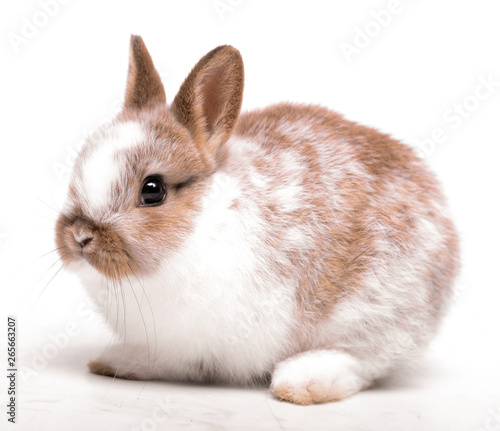 Little rabbit portrait looking at camera isolated on white background