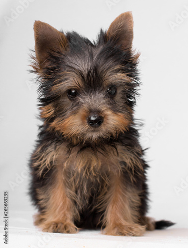 Yorkshire Terrier puppy dog sitting and looking at the camera  white background 