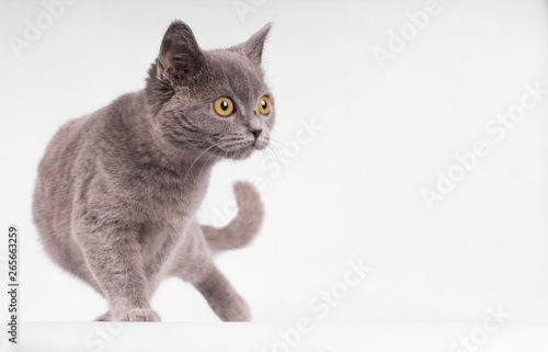 Brittish shorthair blue cat isolated on white bakcground - text space to the right--