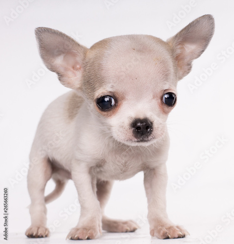 Little chihuahua looking at camera in front of white background © Endika