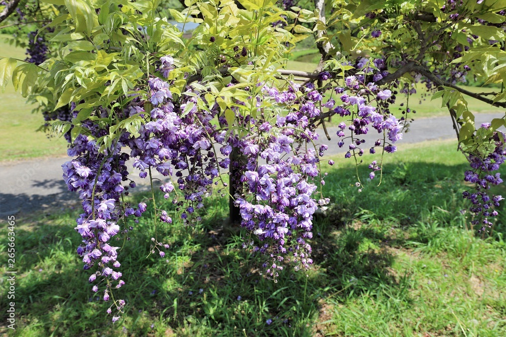Obraz premium かざはやの里 藤の花