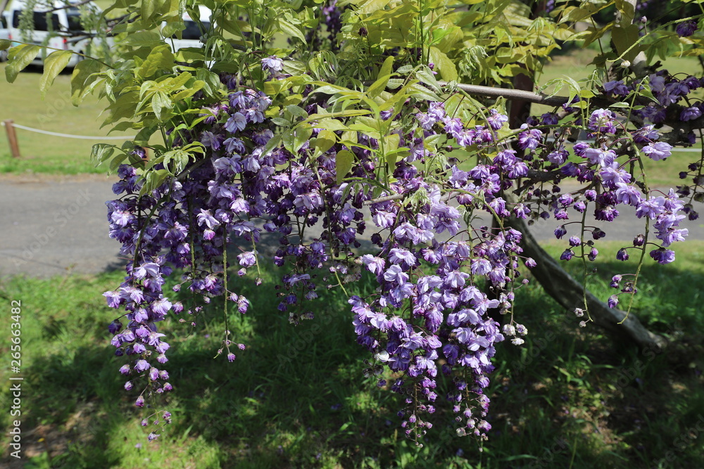 Obraz premium かざはやの里 藤の花