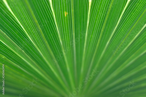 Palm leaf texture bakground close up