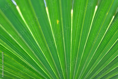 Palm leaf texture bakground close up