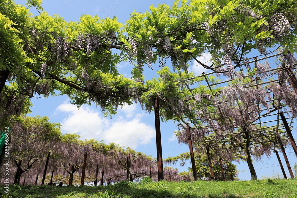Fototapeta premium かざはやの里 藤の花
