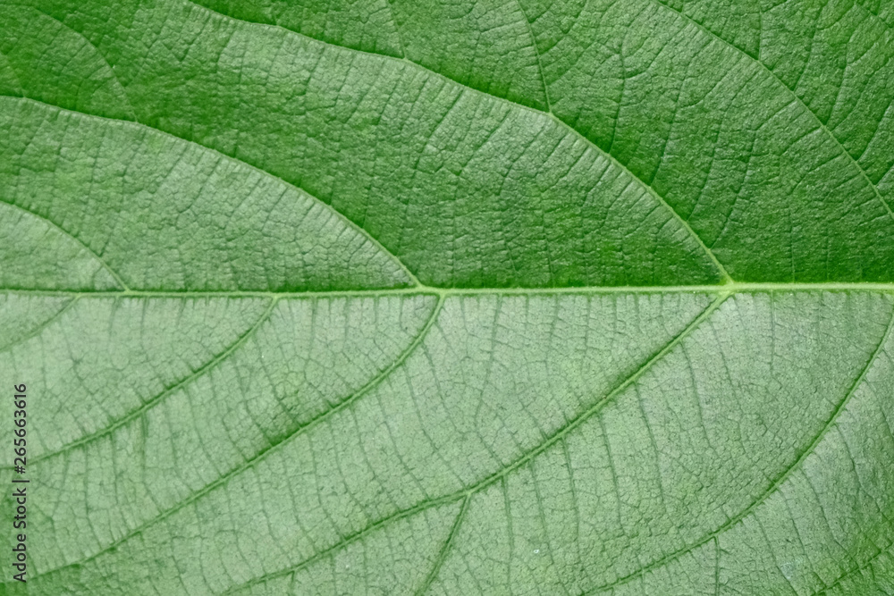 Close Up Of Green Leaf Texture Close Up Of Green Leaf Texture