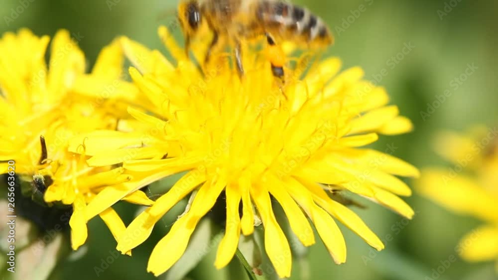 Bee collects nectar on a yellow dandelion Bee collects nectar on a yellow dandelion