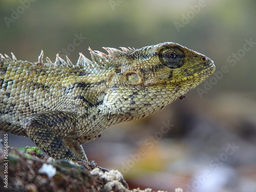 Close up photo of male Oriental Garden Lizard