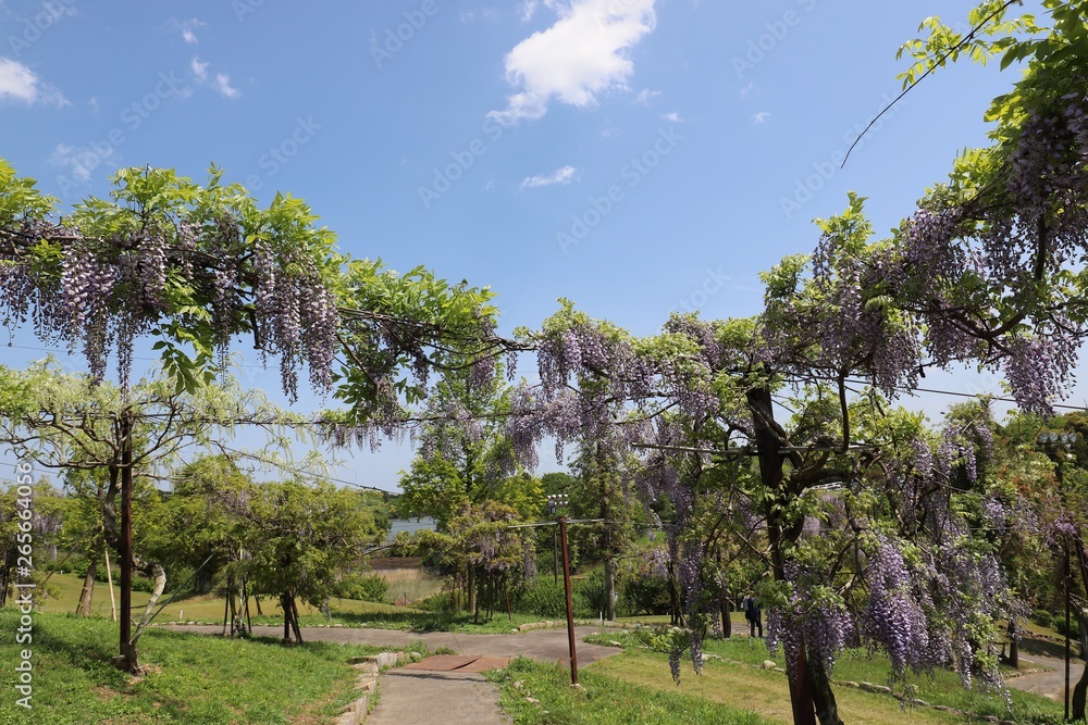 Fototapeta premium かざはやの里 藤の花