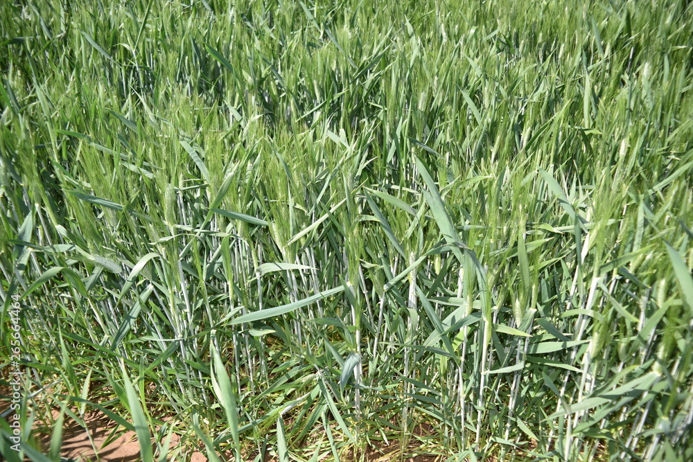 Obraz premium Arizona green wheat field