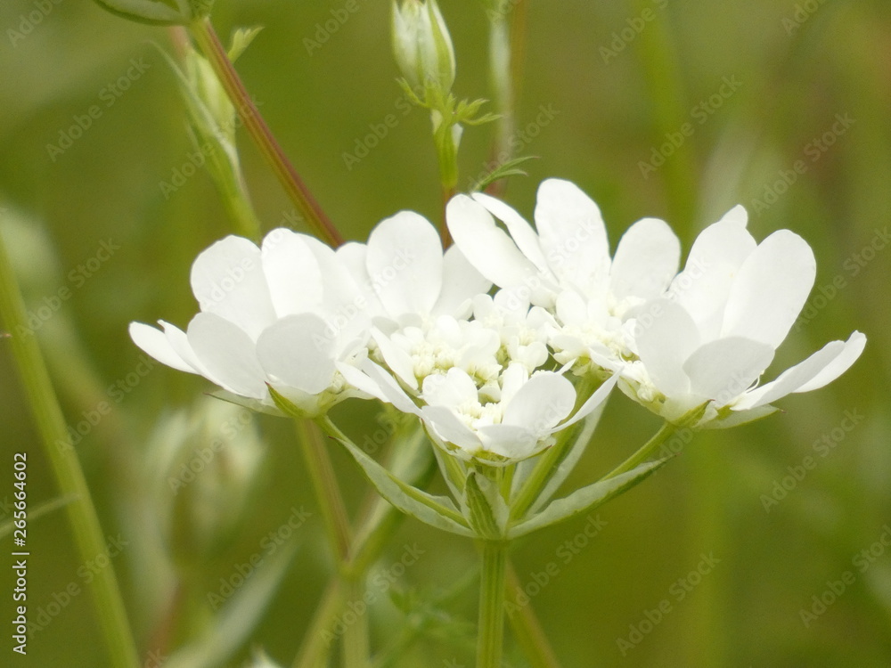 Fototapeta premium 白い花