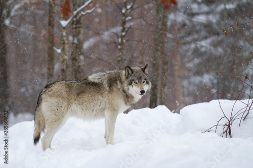 A lone Timber wolf or Grey Wolf Canis lupus standing in the falling winter snow in Canada © Jim Cumming