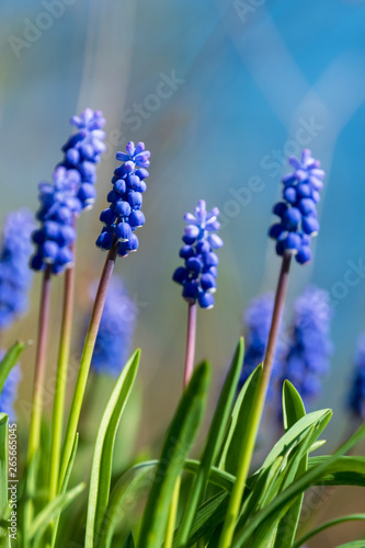 Grape hyacinth blossoms Muscari on blue background in spring