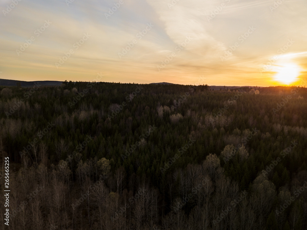 Sunset over forest