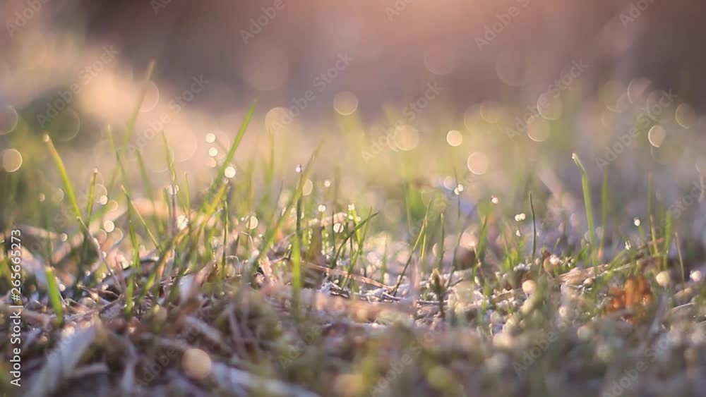 bright, green, drops, grass, sun, summer, sunrise, dew, environment, garden, meadow, sunlight, circle, climate, color, condensation, droplet, fresh, freshness, growth, lawn, leaves, liquid, lush, macr bright, green, drops, grass, sun, summer, sunrise, dew, environment, garden, meadow, sunlight, circle, climate, color, condensation, droplet, fresh, freshness, growth, lawn, leaves, liquid, lush, macr