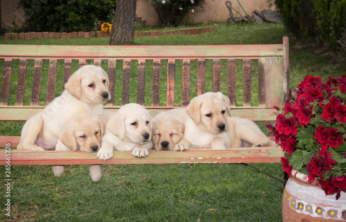 labrador retriever puppies
