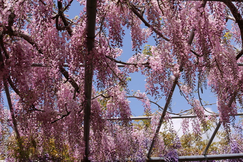 Wallpaper Mural かざはやの里　藤まつり Torontodigital.ca