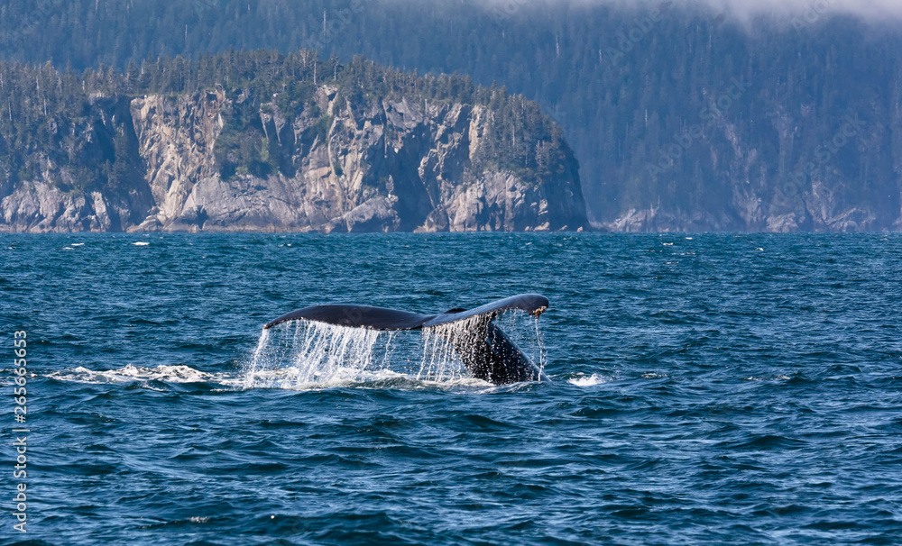 Fototapeta premium Water rolls off the upraised tail of a diving humback whale in the waters off the coast of Alaska