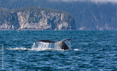Water rolls off the upraised tail of a diving humback whale in the waters off the coast of Alaska