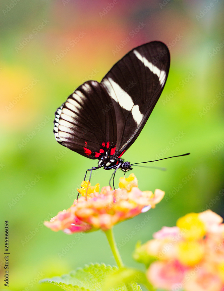 Fototapeta premium Butterfly and Flowers