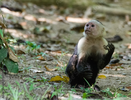 Capuchin monkey drops what is in its hand with a look like its mother caught it doing something it was not suppose to © latitude59