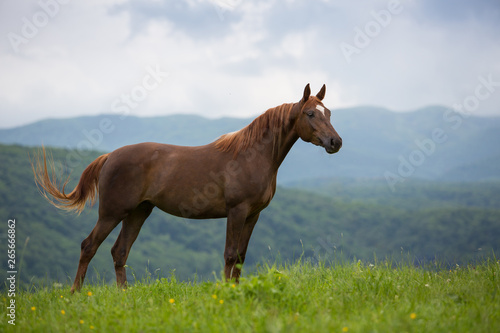 Arabian horse © Nadezhda